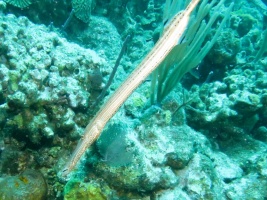 25 Trumpetfish  IMG 3170